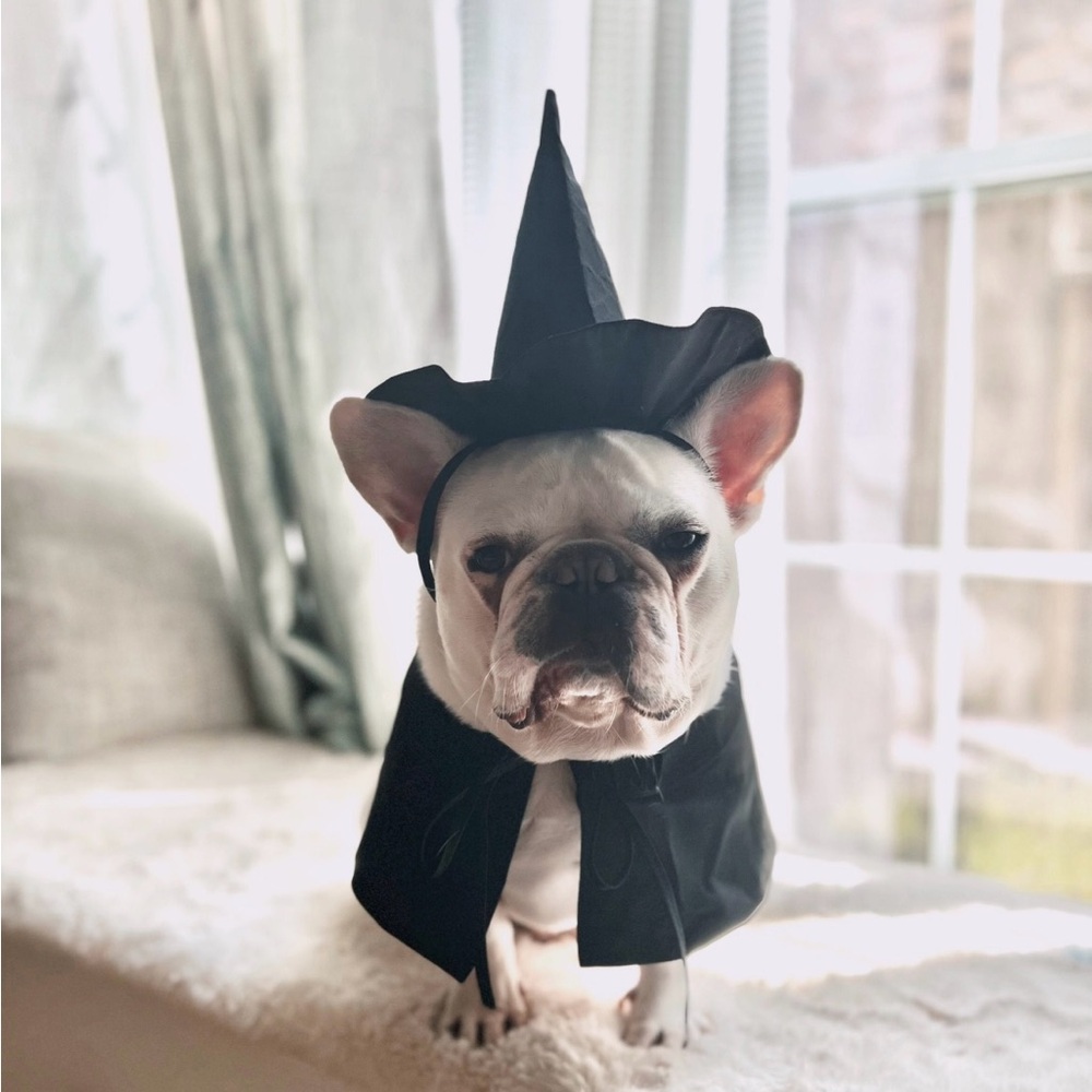 Frenchi Black Dog Halloween Costume